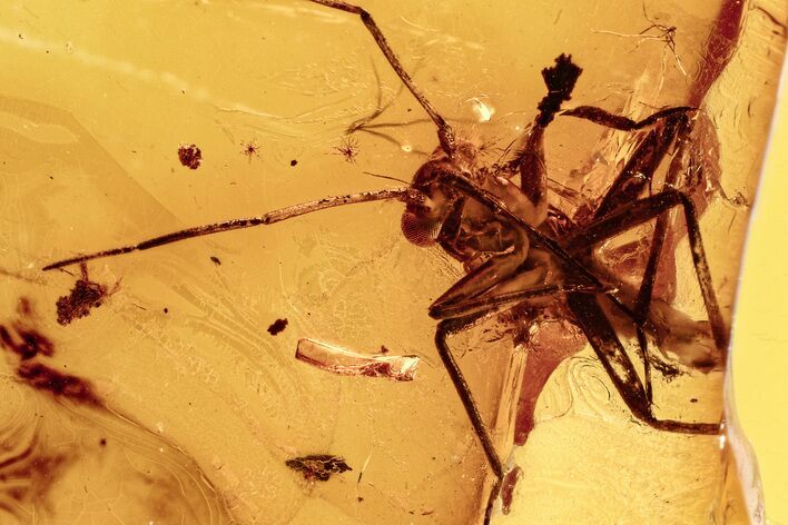 Fossil True Bug (Miridae?) In Baltic Amber #278801